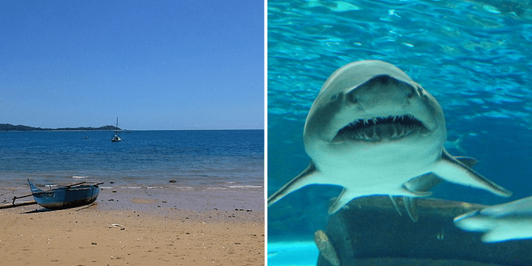 Shark Attack Capital of the World