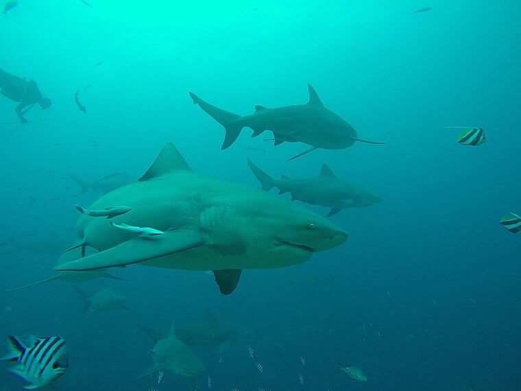 Fiji's Shark Infested Lagoons