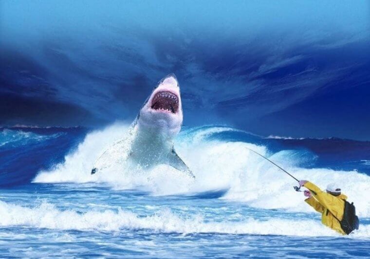 Runner up for the Shark Attack Capital of the World