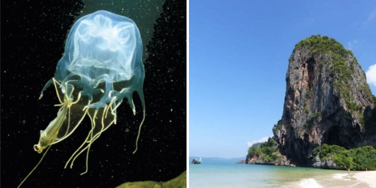 The Land of the Deadly Box Jellyfish