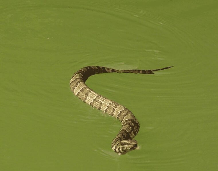 Snakes Rule in the Gulf Coast