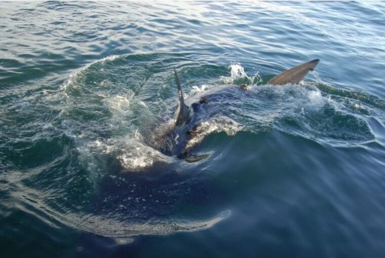 Take a Swim in Shark Alley