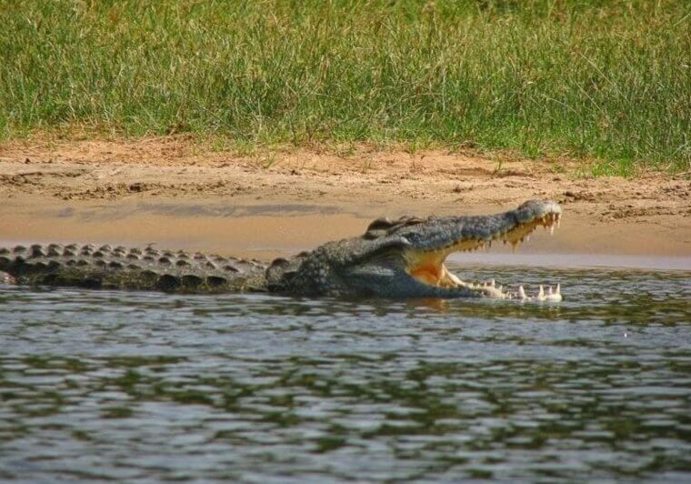 Avoid the Nile Crocodile