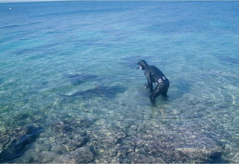It's Not Called Tiger Beach for Nothing