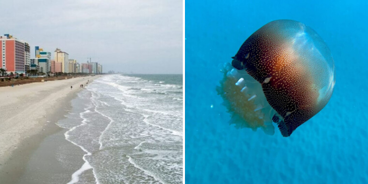 Jellyfish and Rip Tides