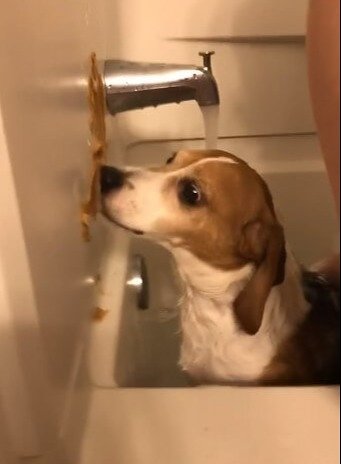 Bath Time Buffet