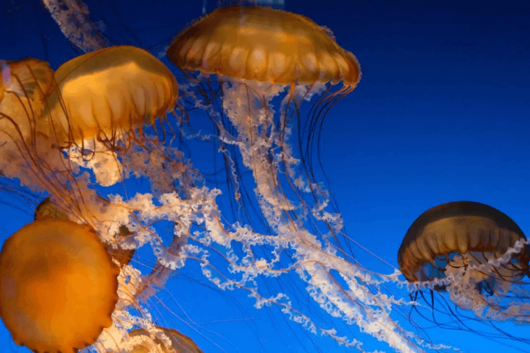 Alleviate The Pain From A Jellyfish Sting