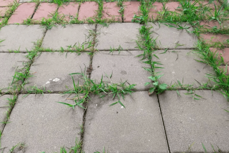 Kill Uninvited Weeds