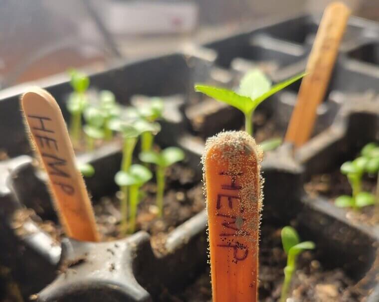 Make Popsicle Sticks Into Labels