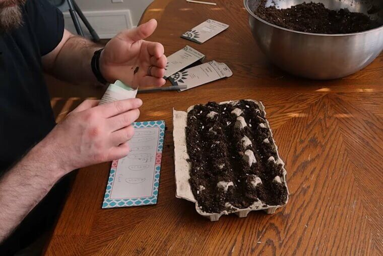 Use Egg Cartons to Start Seedlings