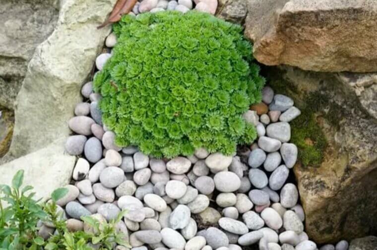 Create a Rock Garden
