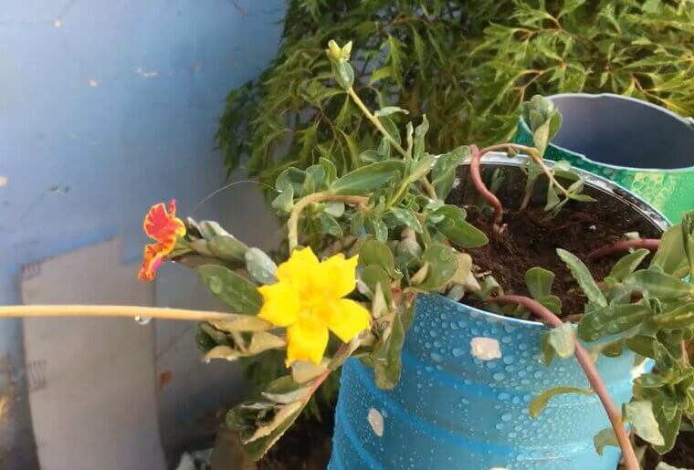 Repurpose Tin Cans Into Hanging Planters