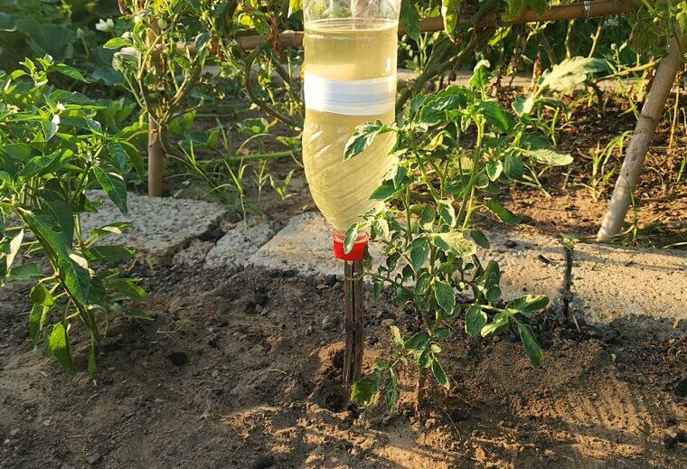 Install a DIY Drip Watering System With Bottles