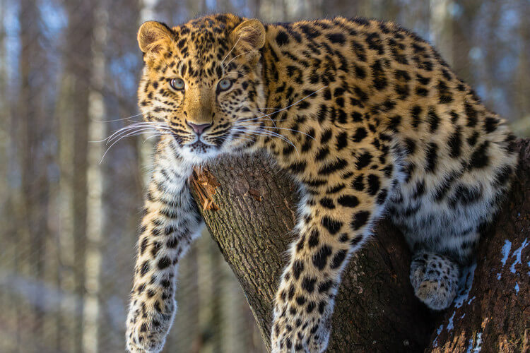 Leopardo de Amur