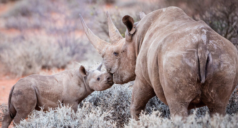 These 10 Animals Are Sadly On The Brink Of Extinction | Flamingoof