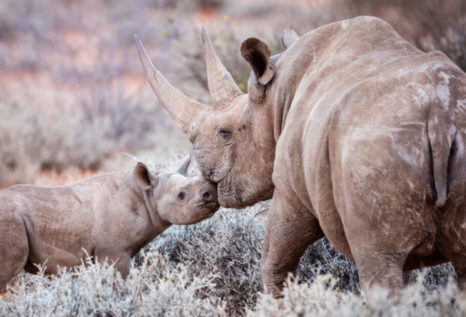 Estes 10 animais estão, infelizmente, à beira da extinção