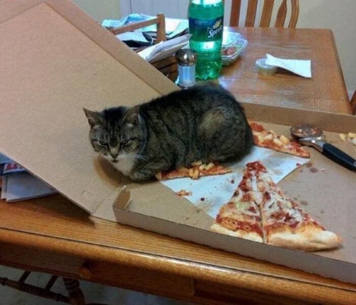 "I Am Cat, Ruler of the House, Lord of the Pizza"