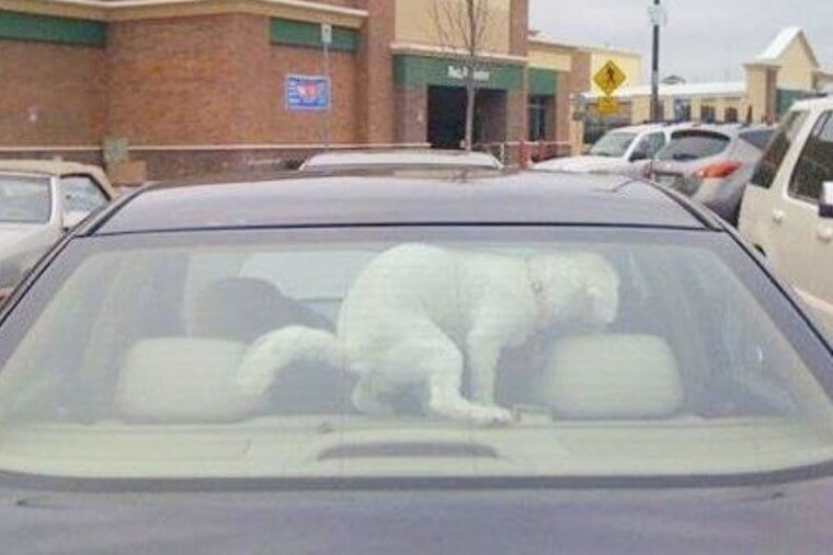 And the Owner Never Left His Dog in the Car Ever Again