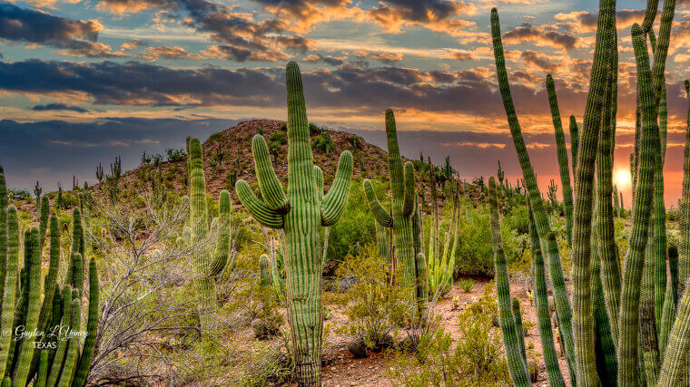 Arizona: Dry Desert Heat