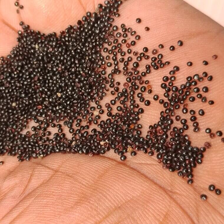 Amaranth: The Ancient Grain That Packs a Complete Protein Punch