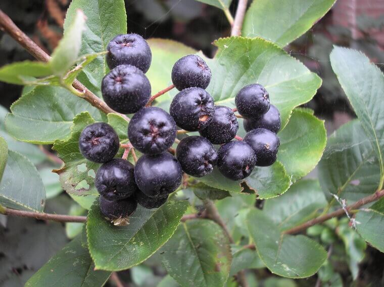 Aronia Berries: The Super-Dark Berries That Outperform Blueberries