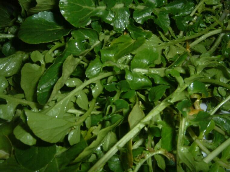 Watercress: The Peppery Green That Targets DNA Repair