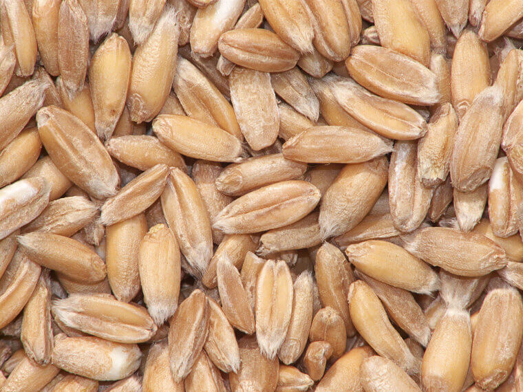 Spelt: The Ancient Wheat Alternative for Steady Energy Levels
