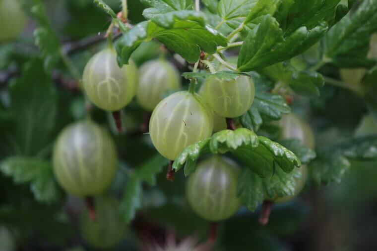 Gooseberries: The Super-Tart Fruit for Maximum Collagen Support