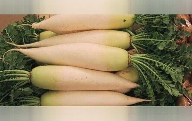 Daikon Radish: The Digestive Aid That Clears Out Metabolic Waste