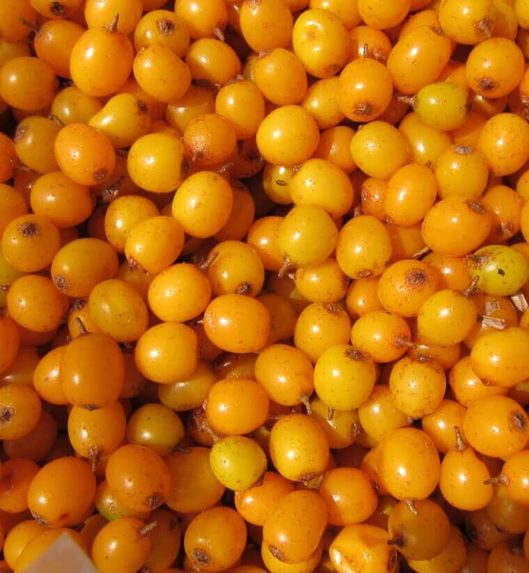 Sea Buckthorn Berries: The Tart "Holy Fruit" for Radiant Skin and Eyes