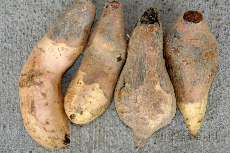 Okinawan Purple Sweet Potatoes: The Longevity Staple for Sustained Vitality