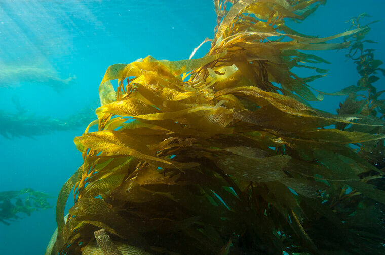 Kelp Noodles: The Mineral-Rich Pasta Swap for Thyroid Support