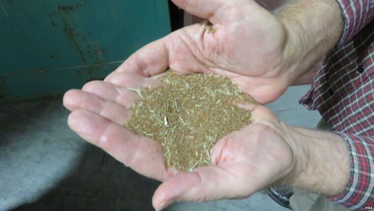 Teff: The Tiny Ethiopian Grain That Maximizes Iron Absorption