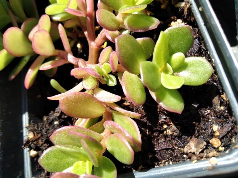Purslane: The Common "Weed" That Is Secretly an Omega-3 King
