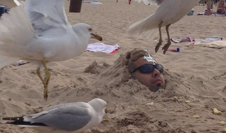 "This Is My Life Now, I Am A Seagull's Toilet"