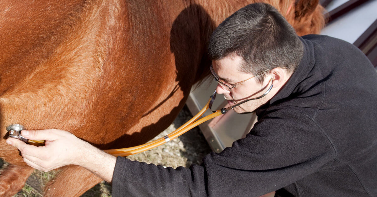 This Vet Had to Call the Cops After an Equine Birth Like No Other
