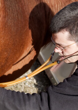 Questo veterinario ha dovuto chiamare la polizia dopo un parto equino senza precedenti