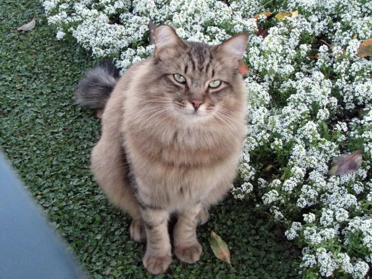 Feral Cats Roam The Park