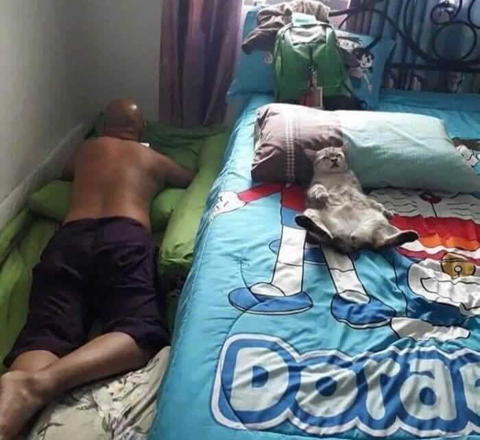 猫が嫌いだったのに、今や彼は自分のベッドの定位置を空け渡してしまうのです