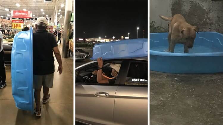 犬なんて欲しくなかったのに夜遅くに犬にプールを買いに行ってあげる男性