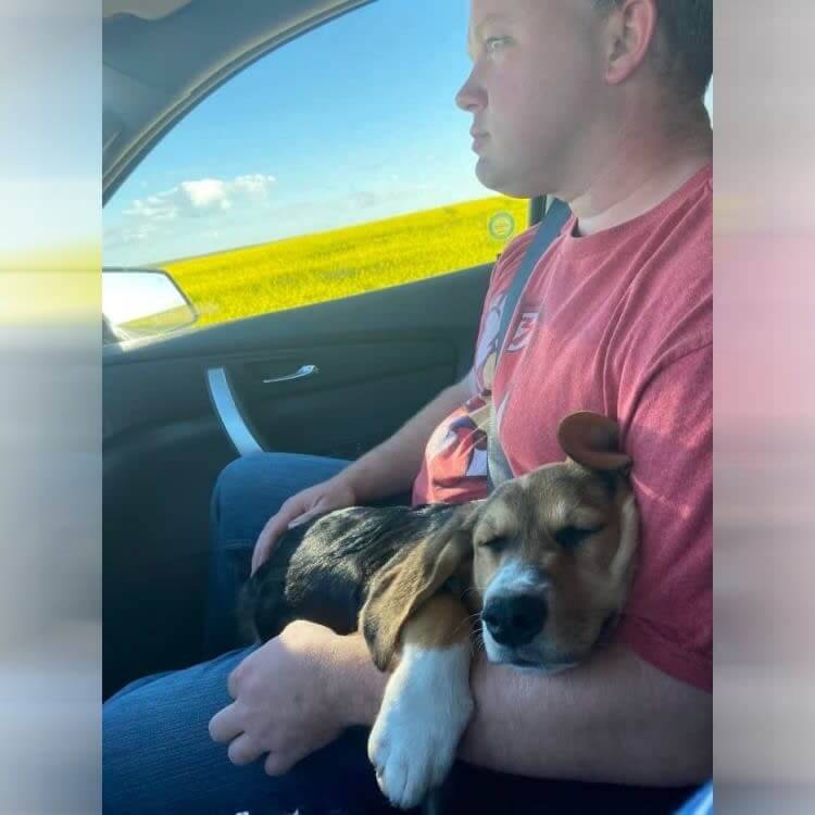 彼は明らかに新しい犬と関連するものは何も欲しくないようです