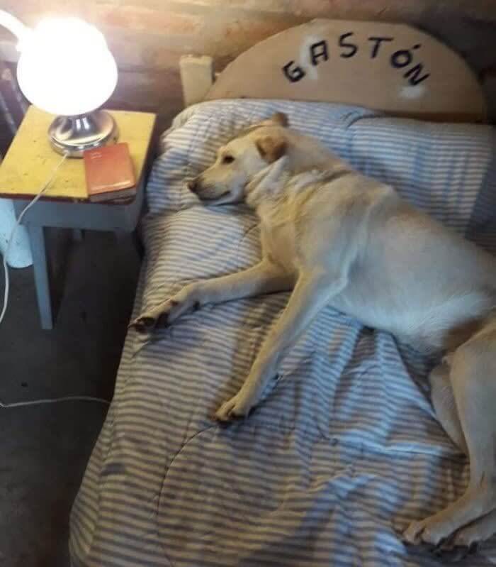 犬にはベッドとベッド用テーブルが必要だ、とお父さんが言い張るケース