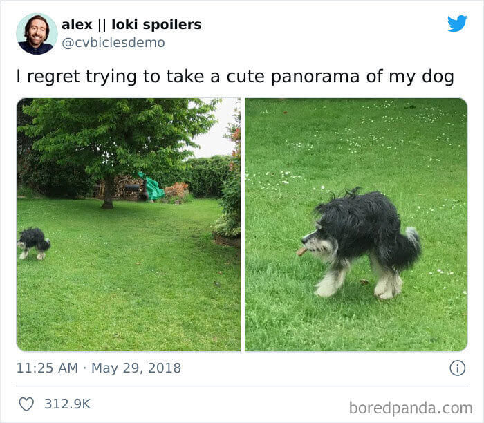 パノラマ写真で愛犬を撮影したら失敗しちゃった件