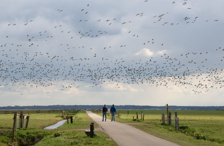 Folge den Vögeln, um Wasser zu finden, wenn Du Dich verlaufen hast