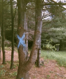 Wenn du in den Wald gehst, markiere die Bäume