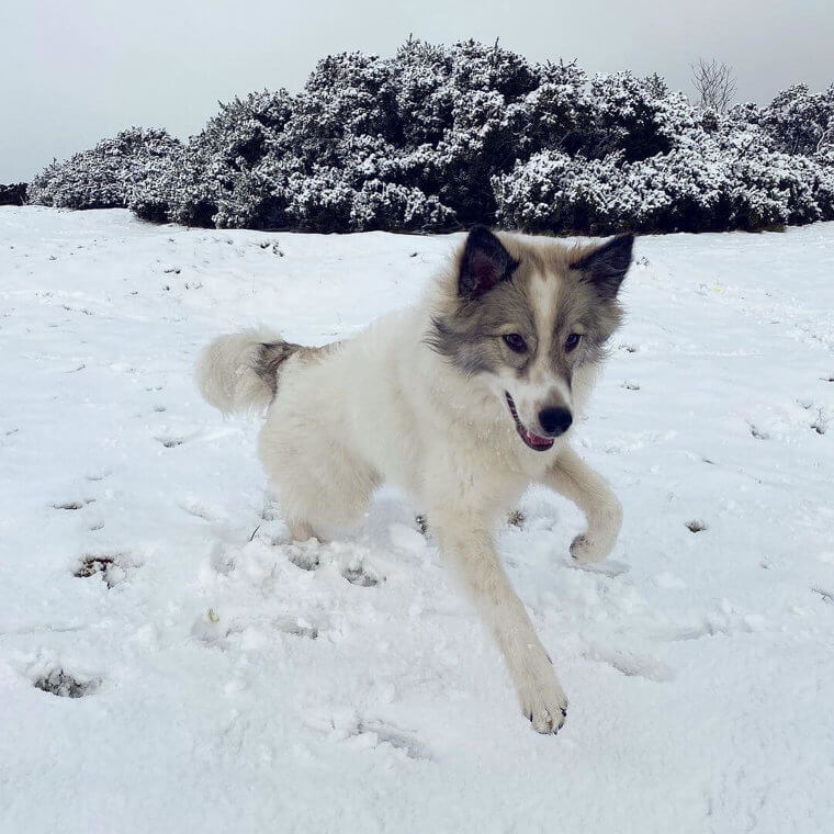 Sorge dafür, dass die Pfoten Deines Hundes im Winter geschützt sind