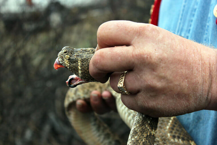 Giftige Schlangen sind kleiner als man denkt