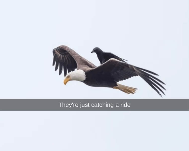 Getting A Free Ride