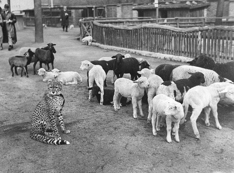 Dieser Gepard bewachte eine Herde