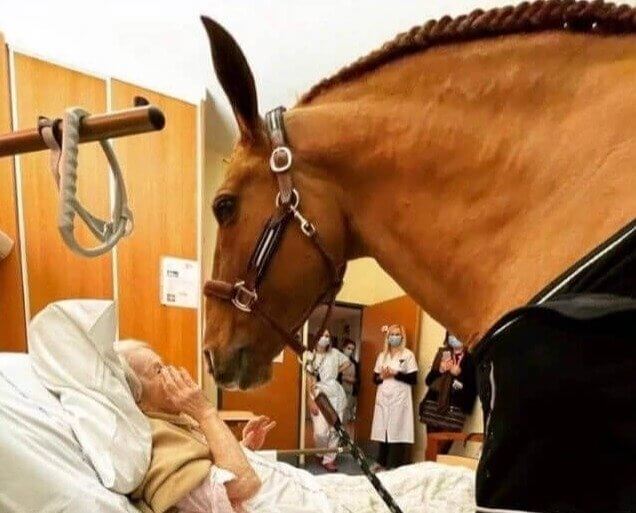 This Ginormous French Horse Visits Terminal Patients in the Hospital